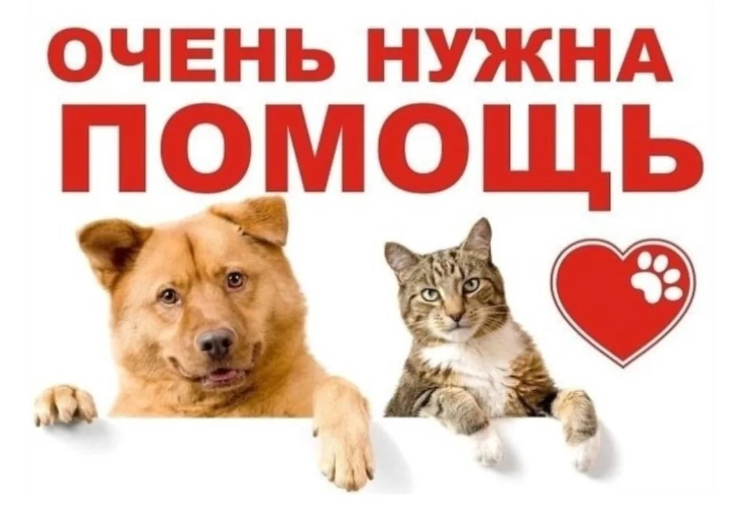 6б класс "ЭкоДвиж" объявляет начало очередной общешкольной акции "Протяни руку помощи" ...