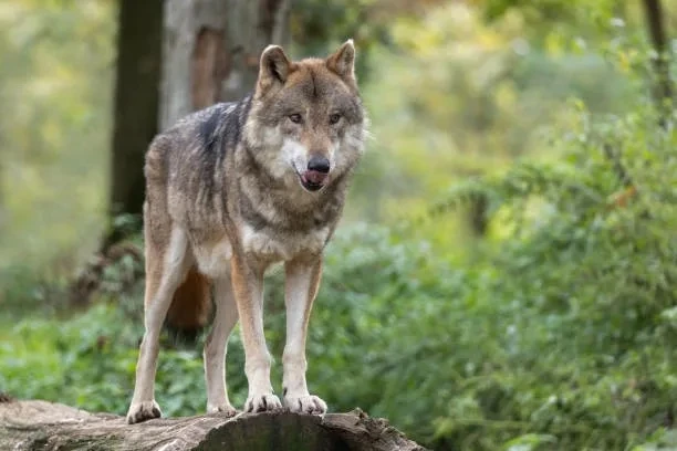 🐺 В Аромашевском районе Тюменской области расплодились волки — власти решили отстрелив...