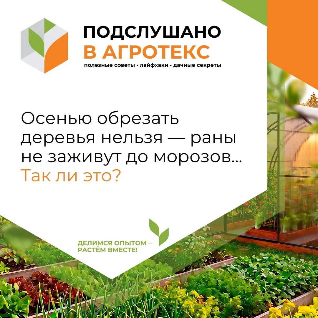 🌳 Многие уверены, что обрезка — дело весеннее, а осенние спилы не зарастут и станут во...
