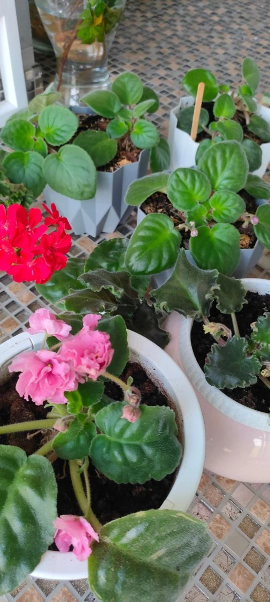 🌺 Незаметно вошли в нашу жизнь через родных и друзей,, чтобы её украсить)