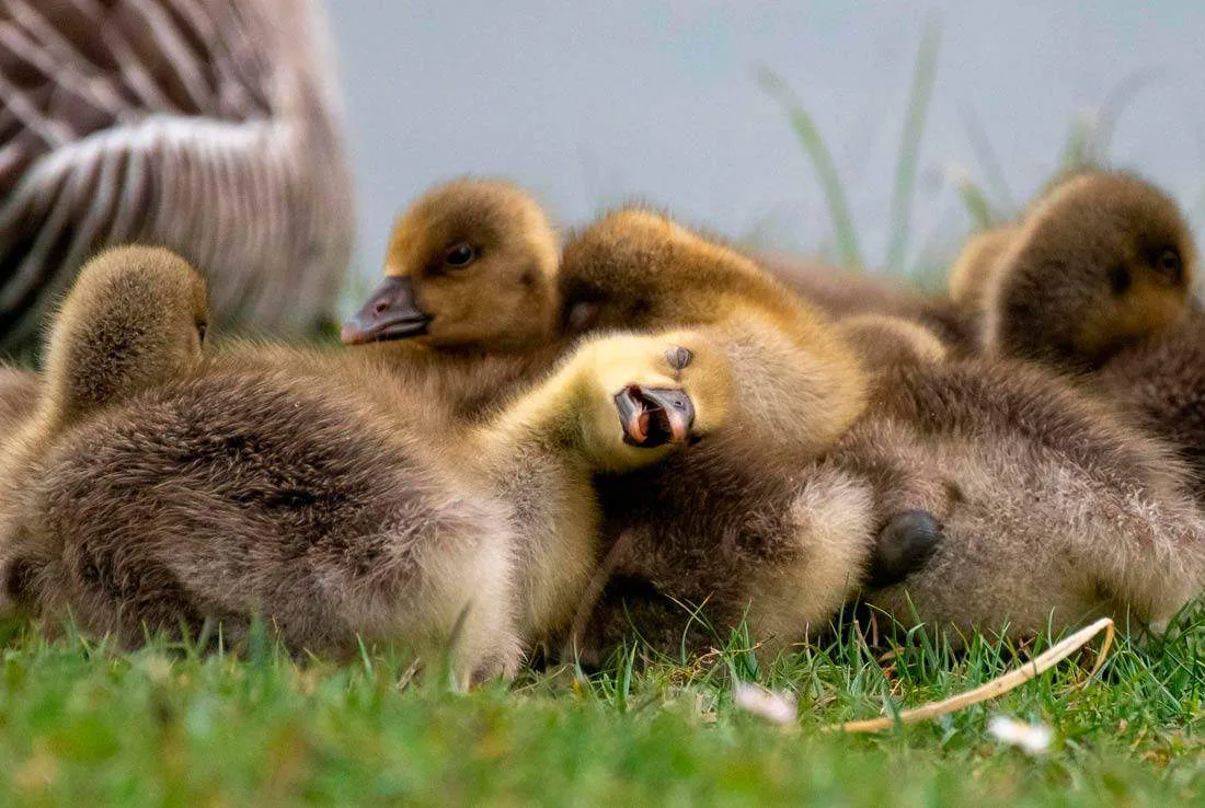 Британский международный конкурс Nikon Comedy Wildlife Awards, где выбирают самые смешн...