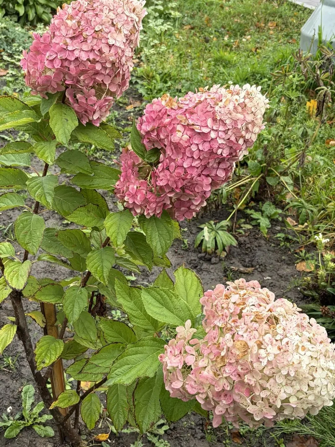 Осень осенью, а цветы сдаваться не собираются. 🌺