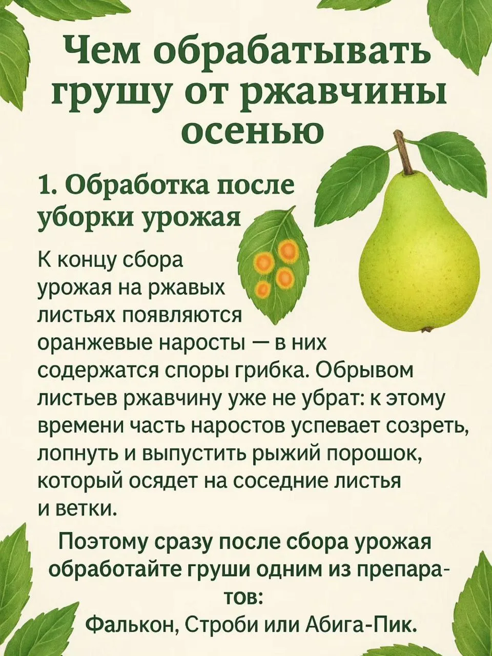 🍐 Как защитить грушу от ржавчины осенью