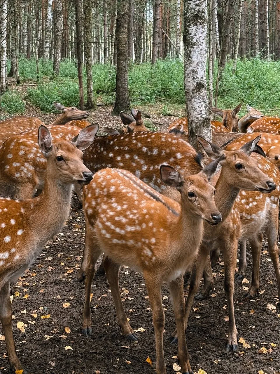 🦌 Прогулка в Копорье