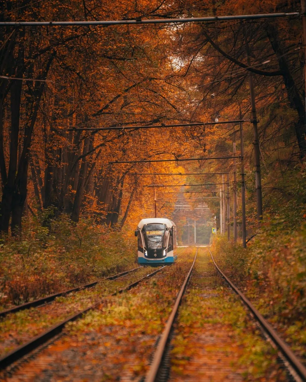 😍 Невероятные кадры осеннего тоннеля в Сокольниках. @moscowmi