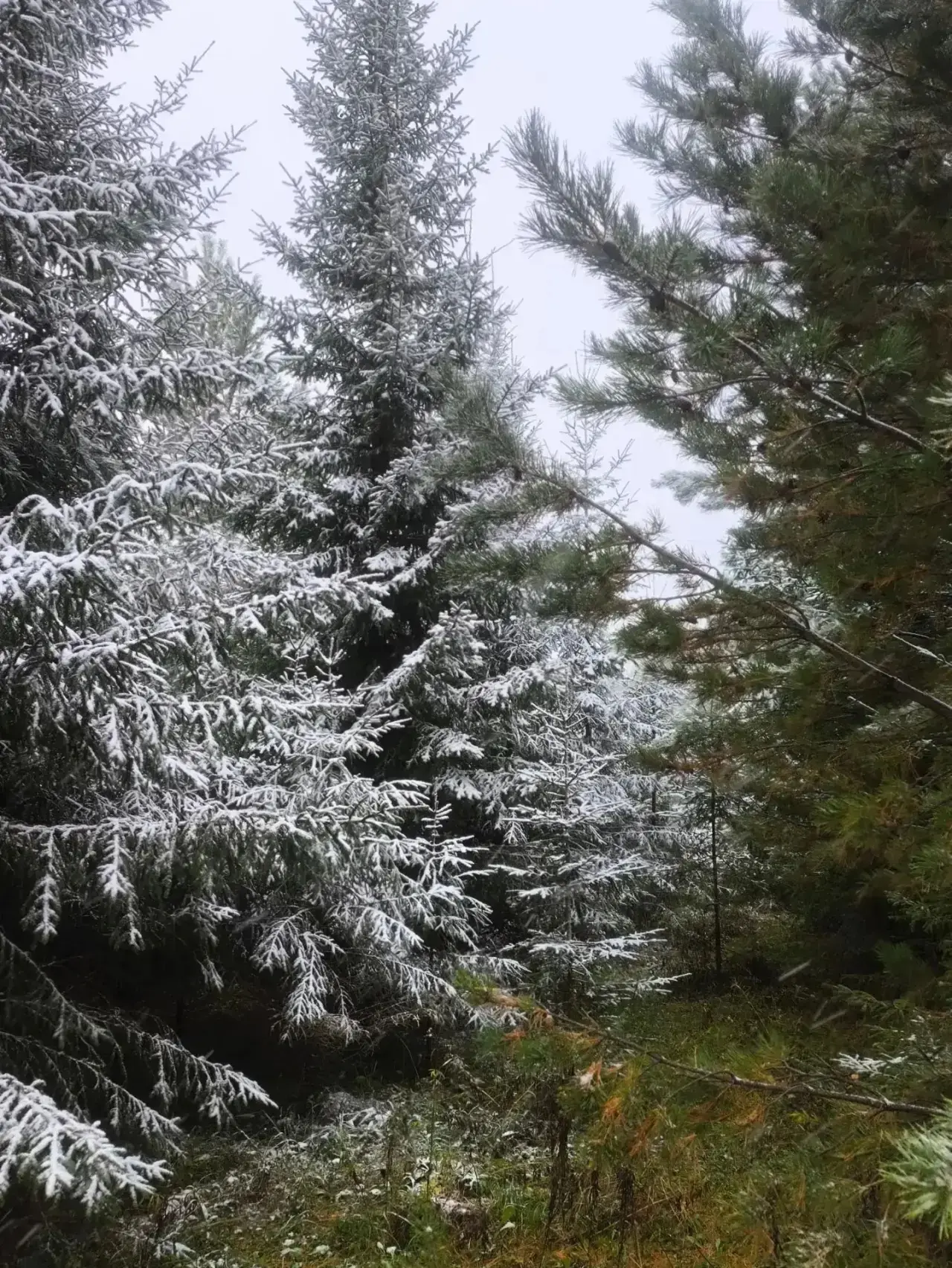 Всемирному дню грибника посвящается... ❄️🍄