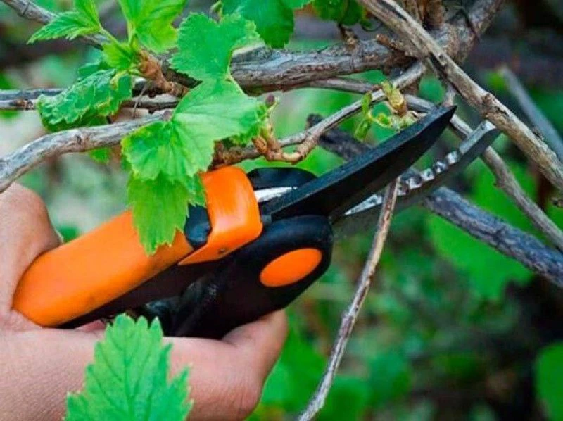 УХОД ЗА ПЛОДОВЫМИ КУСТАРНИКАМИ ПОСЛЕ СБОРА УРОЖАЯ.