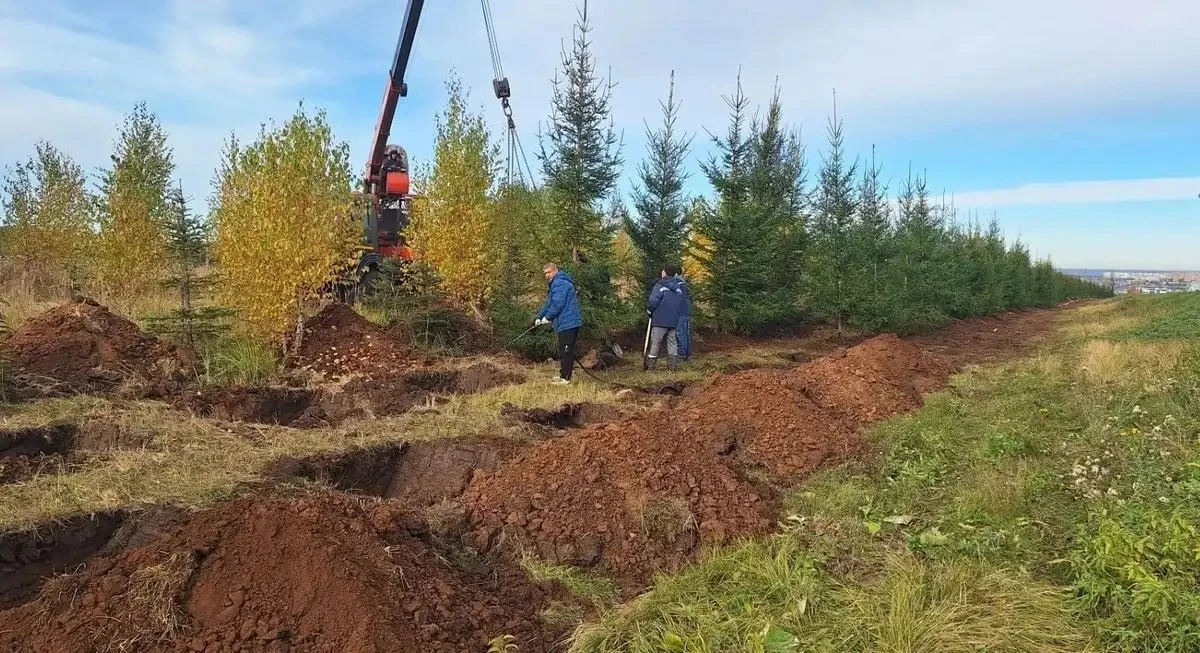🌲 В Нижнекамске вдоль городского кладбища высадили 350 елей