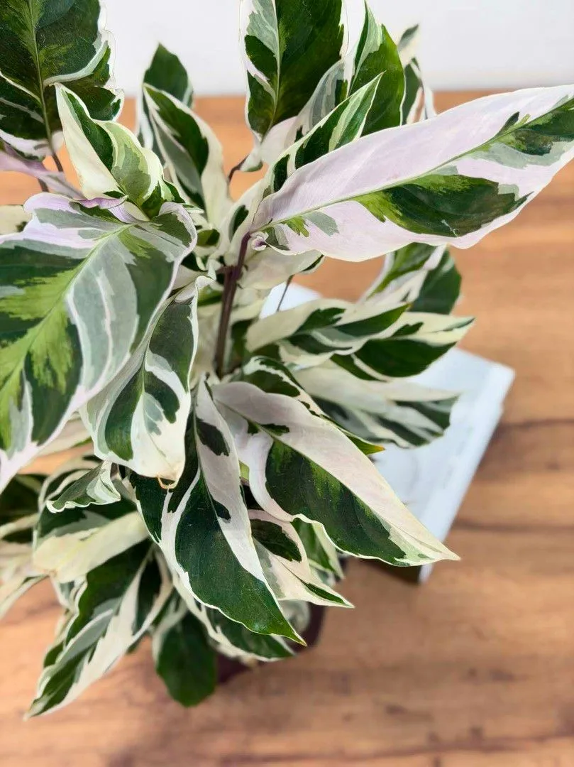 🌿 Как удобрять вариегатные растения, чтобы не потерять пестролистность? 🤔 Никакого «с...
