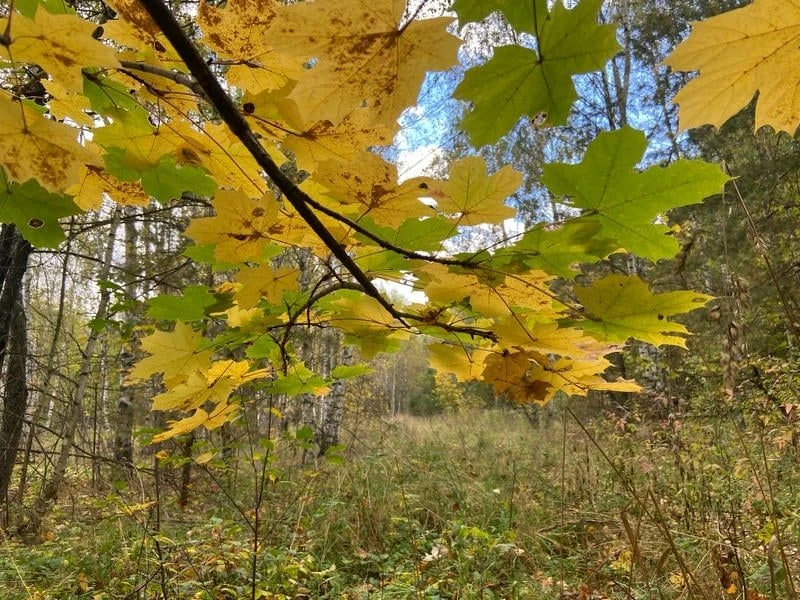 🍁🍁🍁Кленовый лист