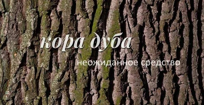 🍃 Лечебные свойства дубовой коры: откройте для себя природу!
