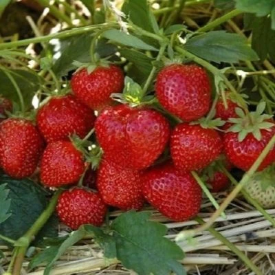 🍓Клубника Лия Сахарная                                                                ...