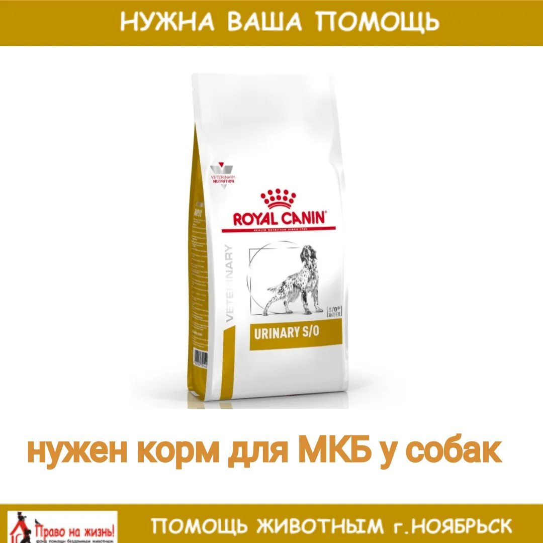 🐾 НУЖНА ПОМОЩЬ: лечебный корм для Картошки