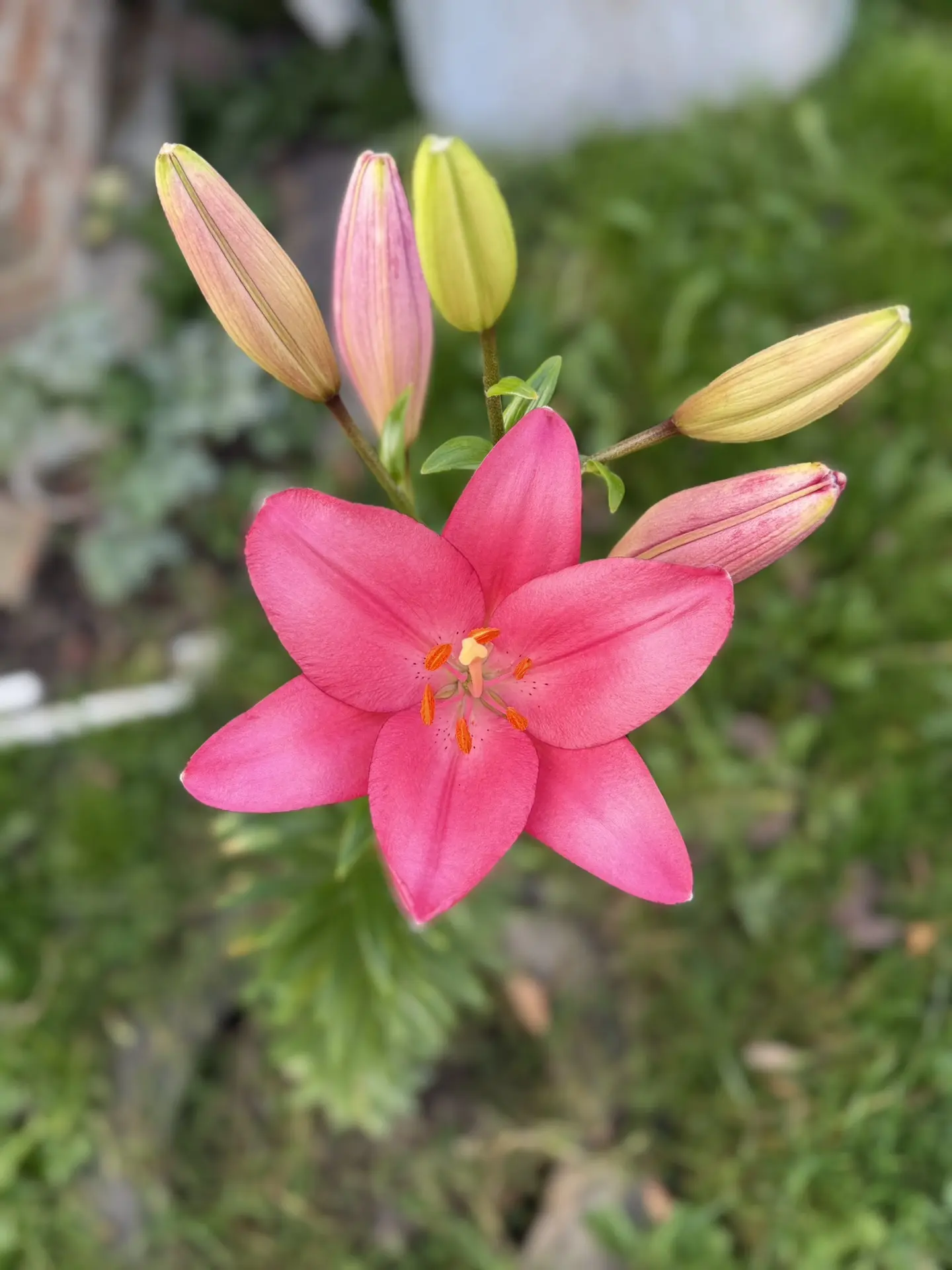 🌸вот красота🌸