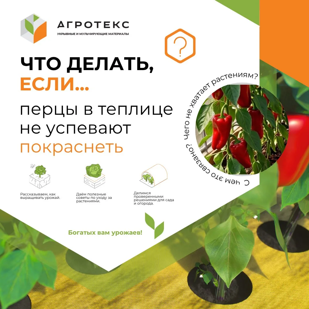 ☀️ ❄️ Осенью световой день короткий, а ночи холодные. Поэтому перцы останавливаются в р...