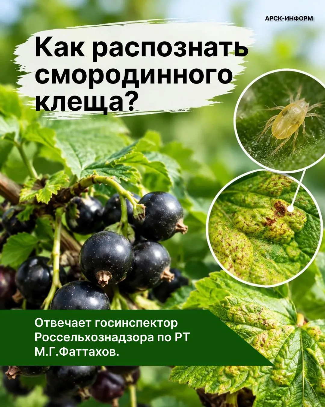 🌿 Смородинный клещ — маленький вредитель с большими последствиями! Как его распознать?...