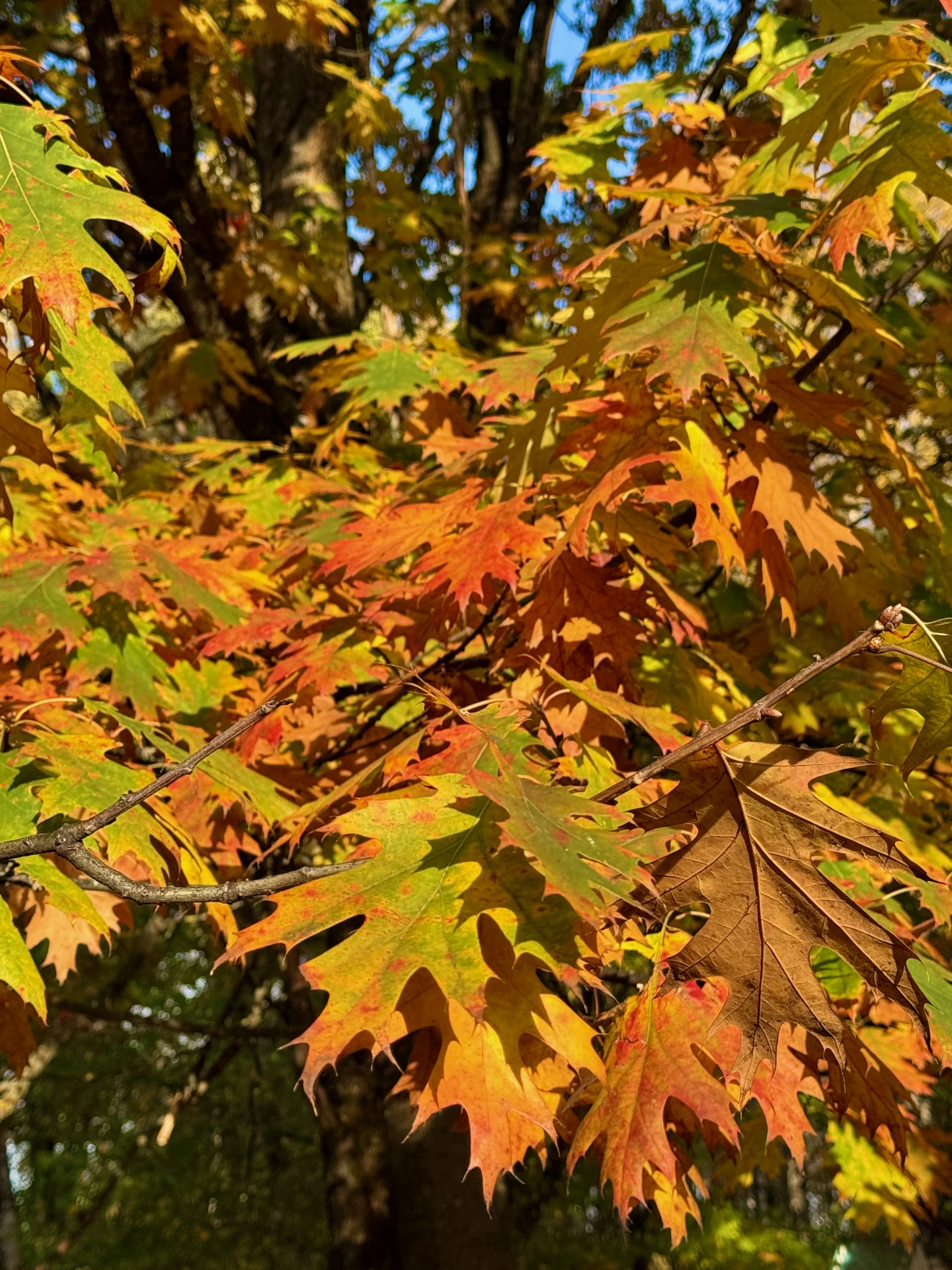 Знакомьтесь: дуб болотный (Quercus palustris).