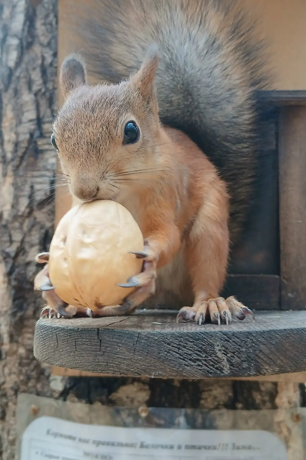 🐿 Не шутите с рыжими, у них острые когти!