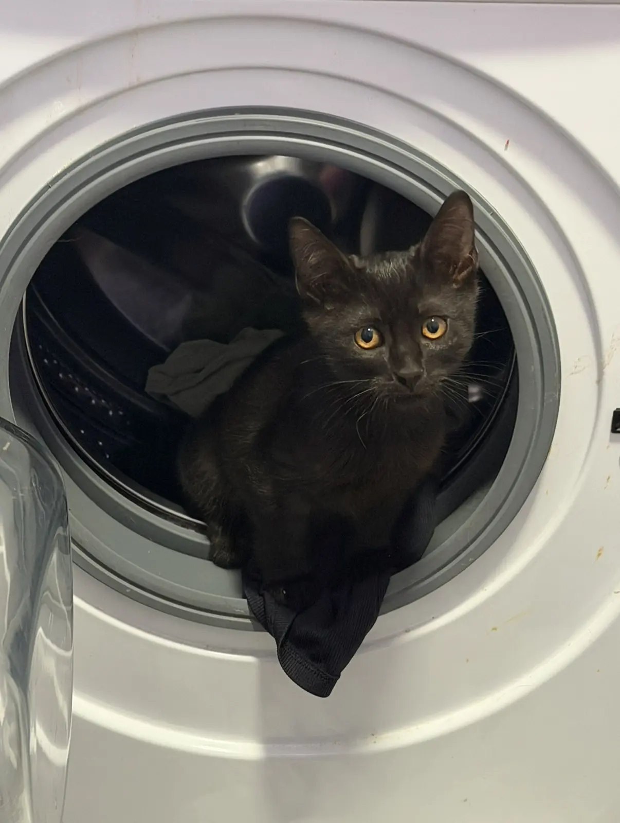 Отдаю в добрые ручки «капитального» красавчика! 😻