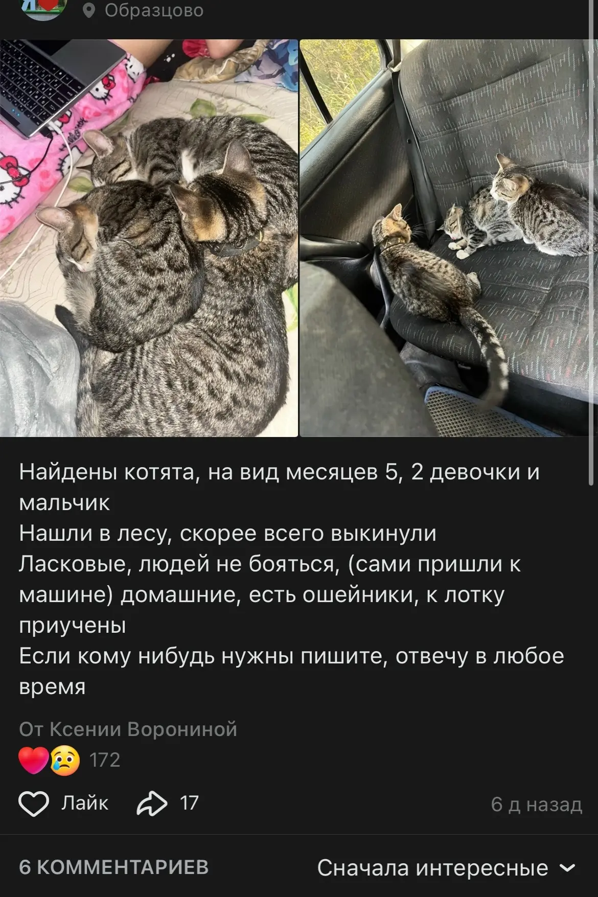 Со всех котят с этого поста, осталась одна девочка с белой мордочкой