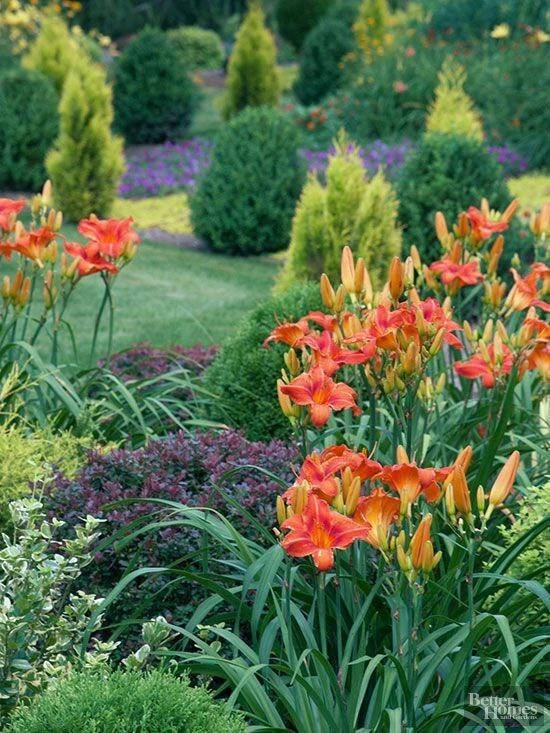 🌺Лилейник