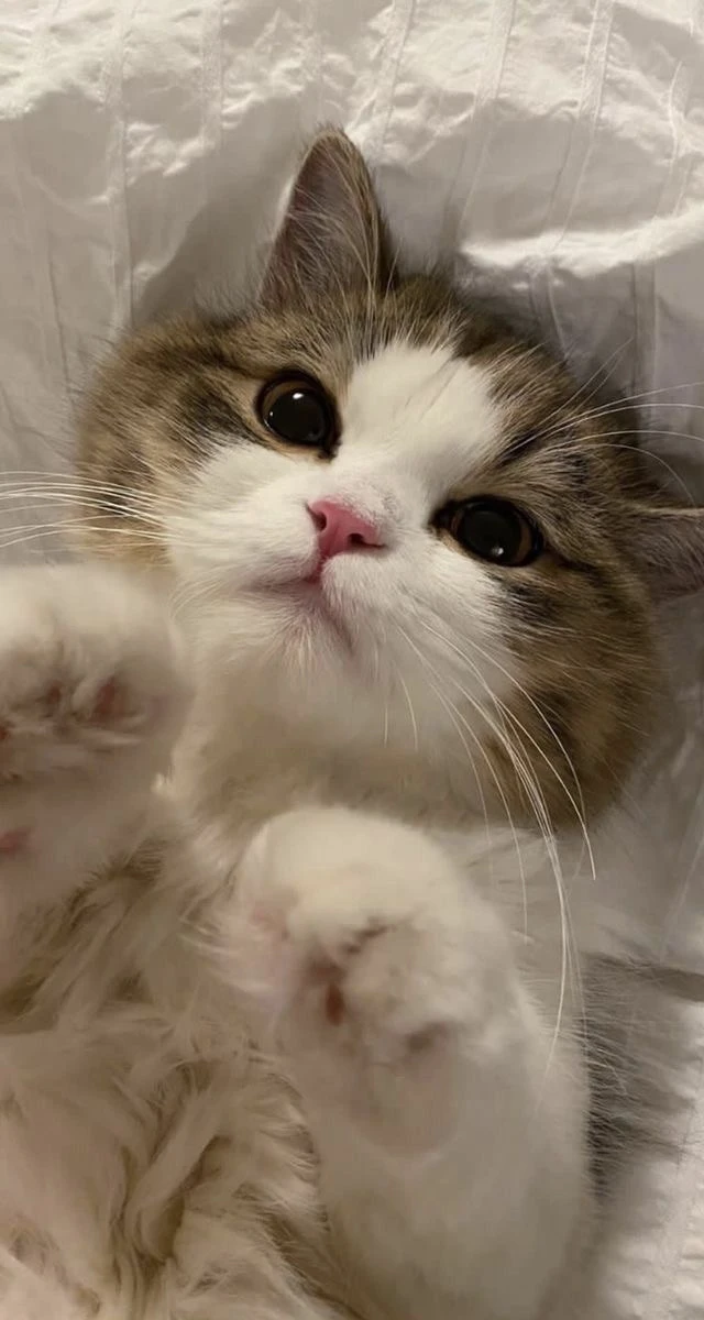 Обои с котиком