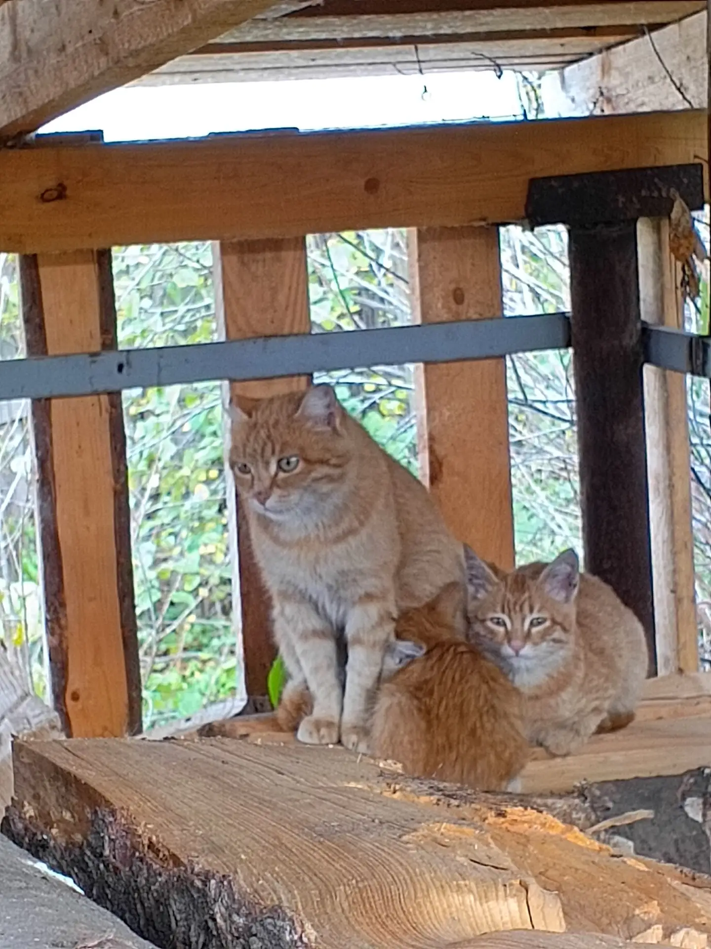 ПРОШУ ПОМОЩИ У ЛЮДЕЙ У КОТОРЫХ ЕСТЬ СЕРДЦЕ ❤ ❤ ❤!!!