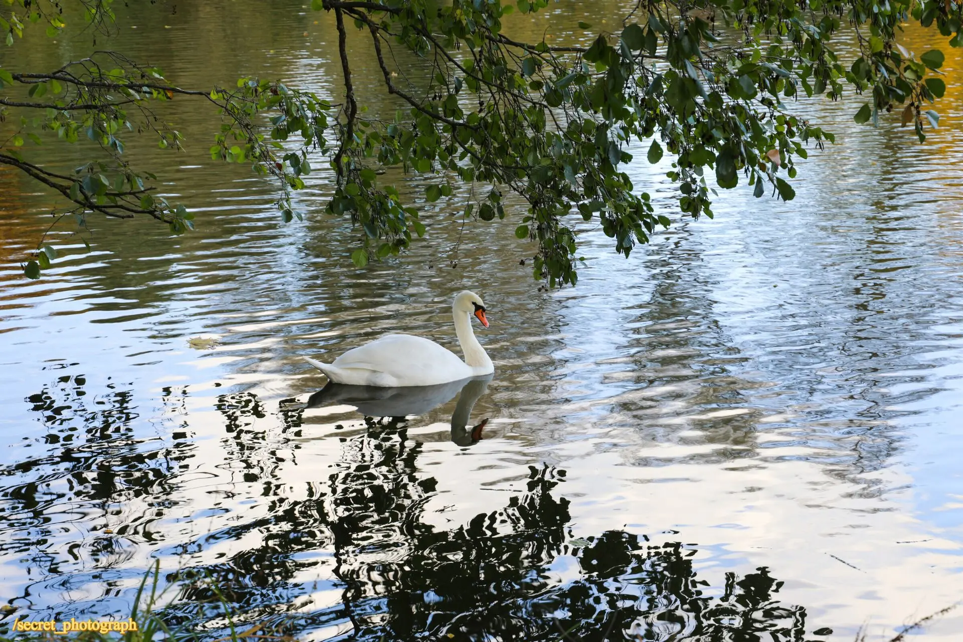 🦢 Осенние пейзажи Остафьева. Большой пруд 🌳🐿