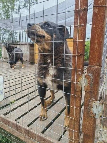 В Прикамье запланировали пять приютов