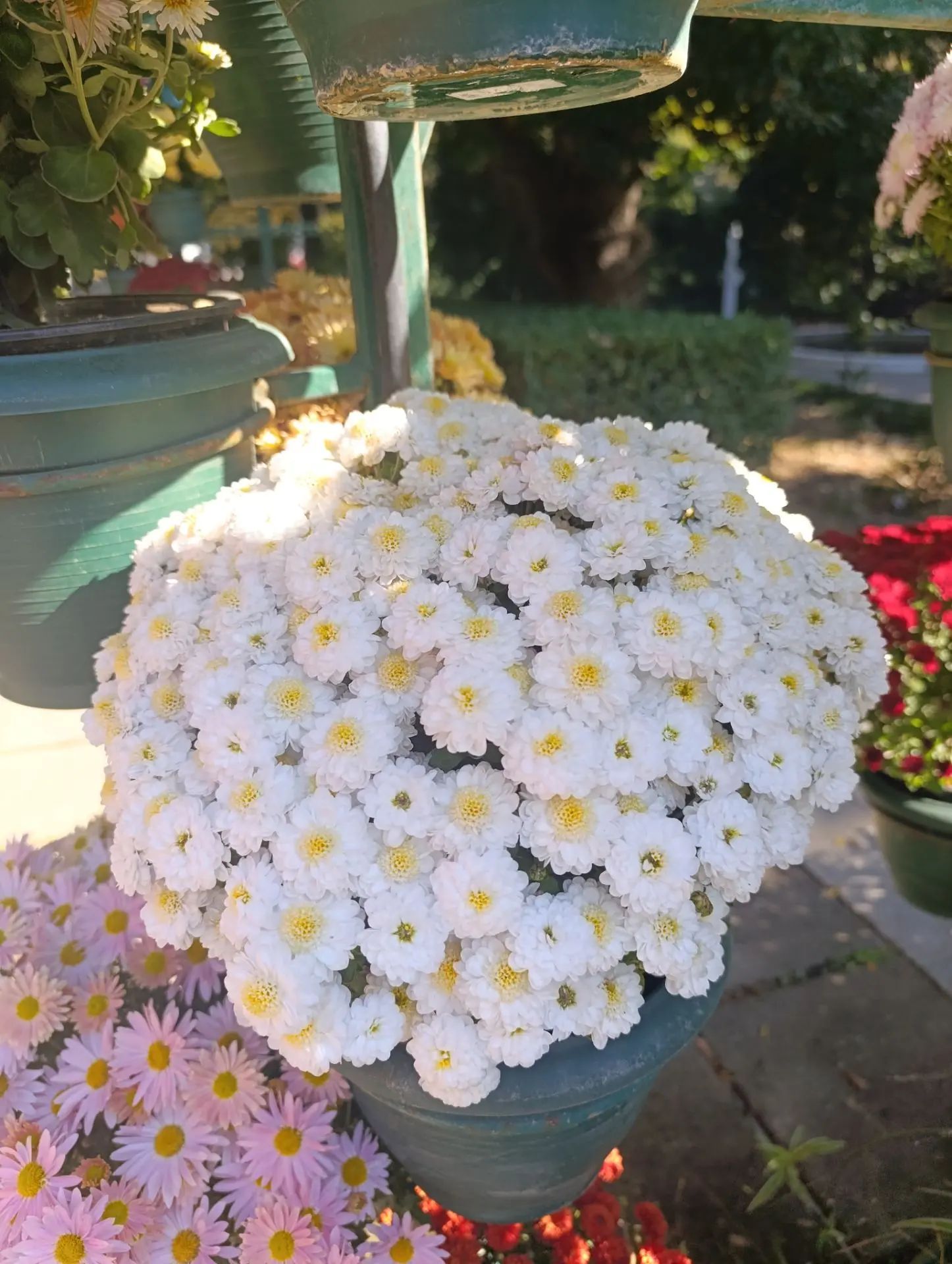 Сезон хризантем открыт 🌸