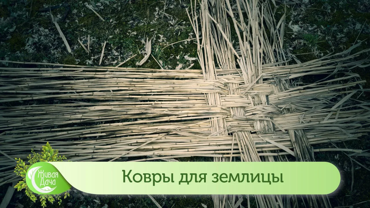 Подзимнее мульчирование