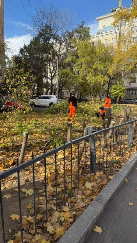 📍 В Новоконюшенном переулке обрезали канадский клен