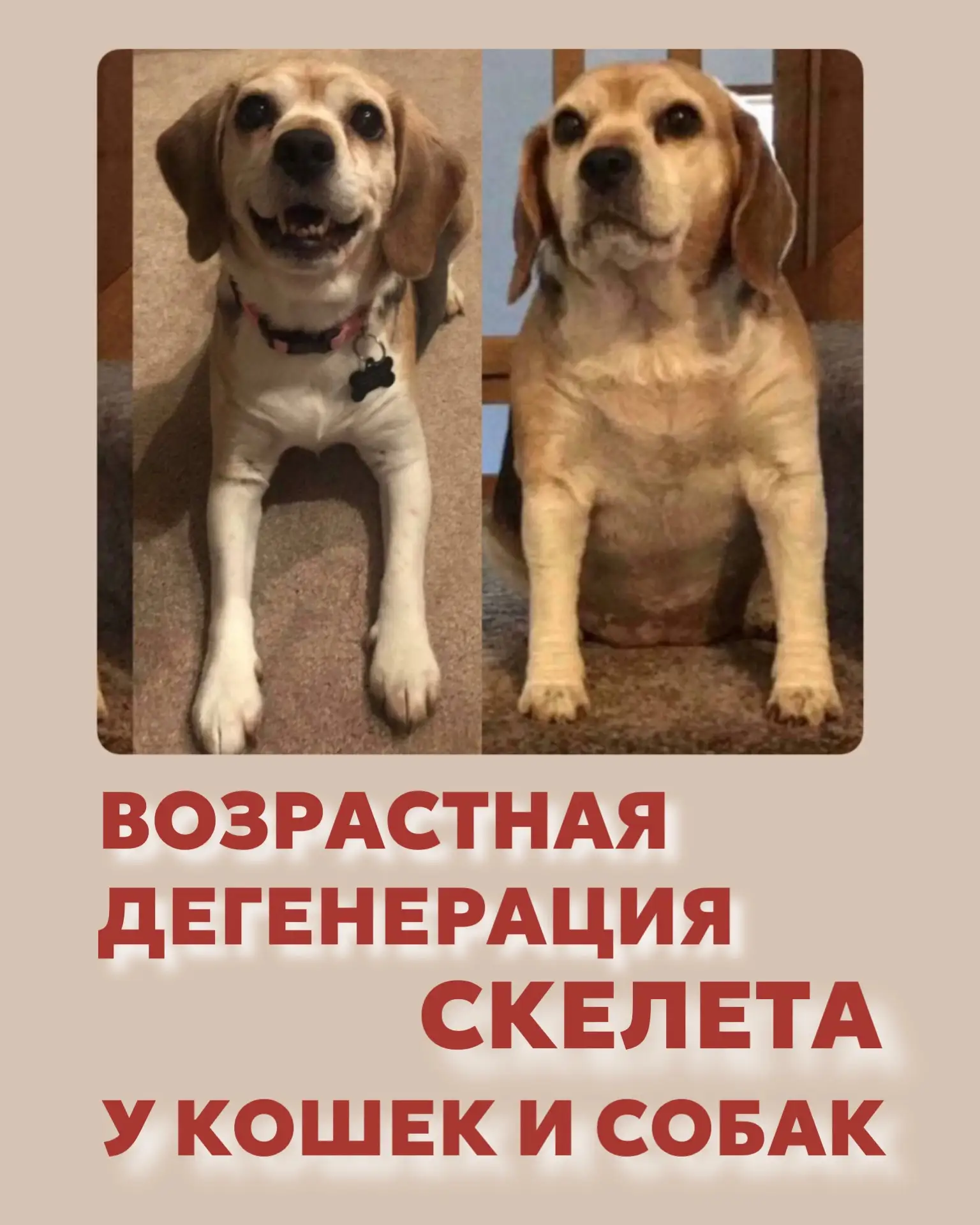 Как же наши пушистики цепляют сердца!♥️