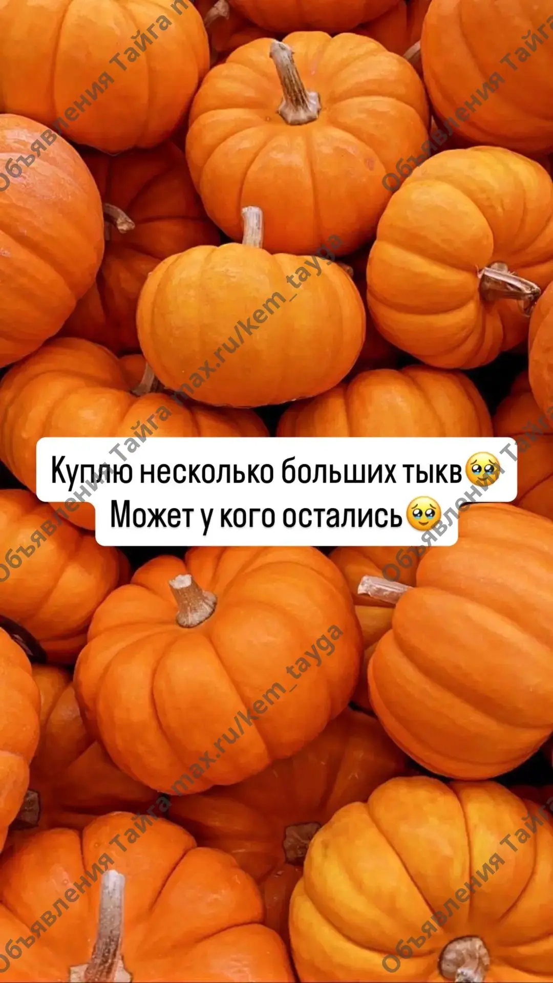 (без текста)