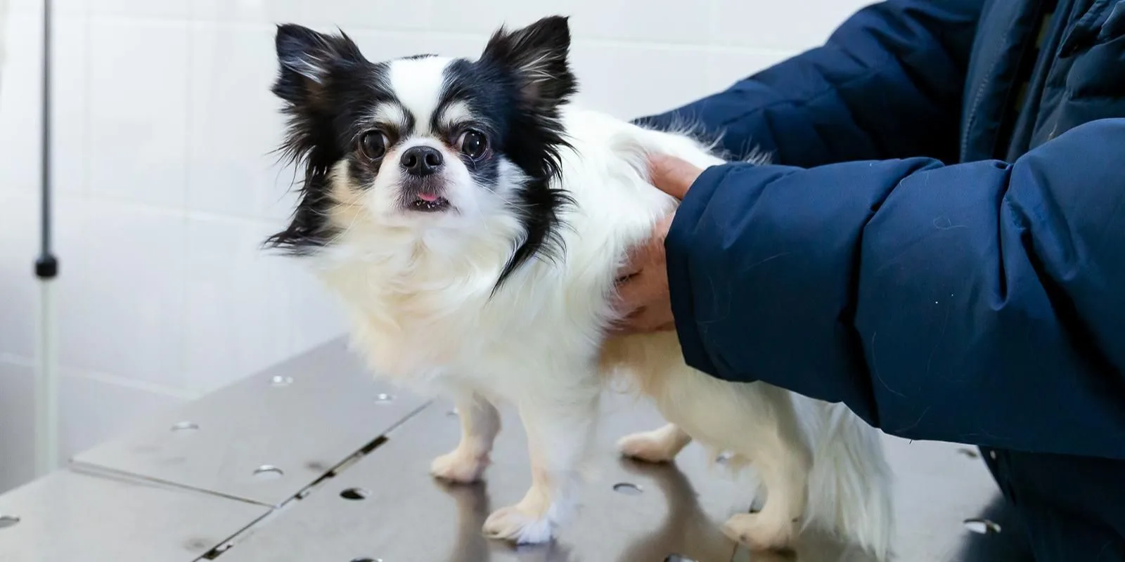 🐶 В ЩЕРБИНКЕ ПРОЙДЕТ БЕСПЛАТНАЯ ВЫЕЗДНАЯ ВАКЦИНАЦИЯ ЖИВОТНЫХ ПРОТИВ БЕШЕНСТВА