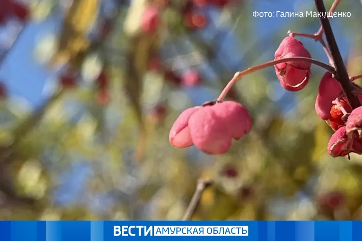Осеннее тепло: какой будет погода в Амурской области 17 октября