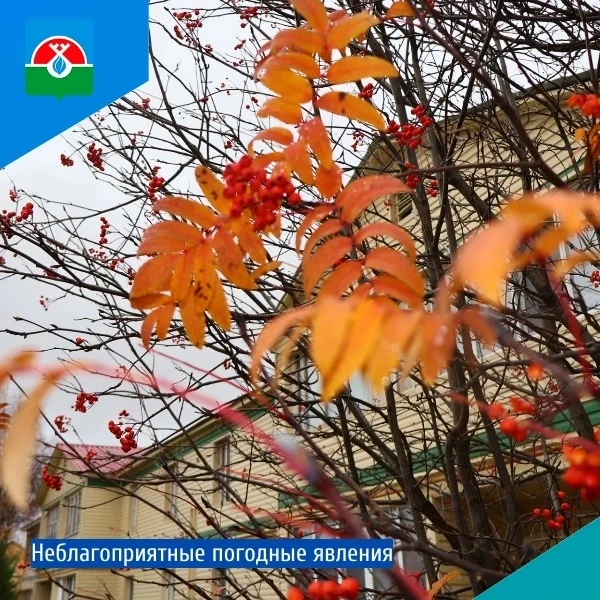 13 октября 2026 года на территории Ямало-Ненецкого автономного округа прогнозируются не...