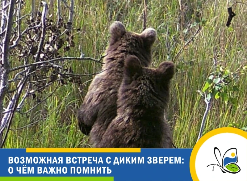 🐻 Медведи Ленинградской области готовятся к зиме: как вести себя в лесу