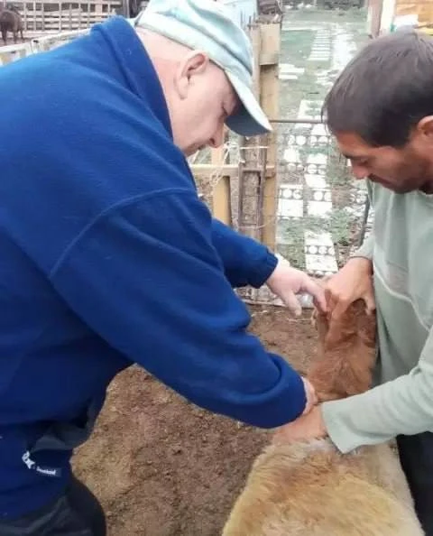 🐑 В Мелитопольском районе привили скот от сибирской язвы