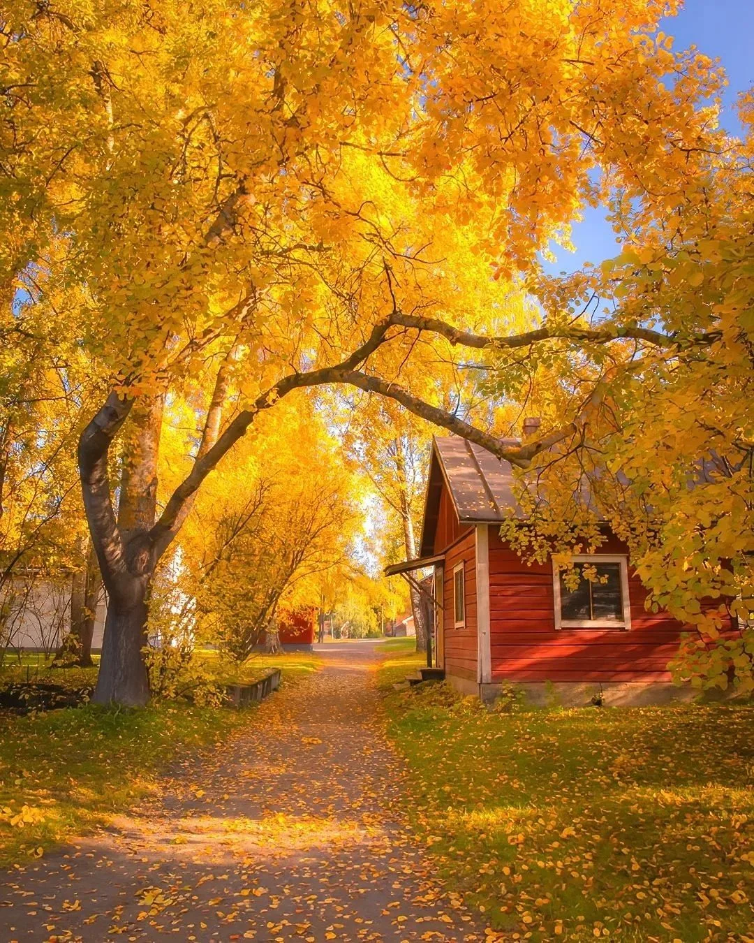 Финская руска — мимолётное золото северной природы 🍂
