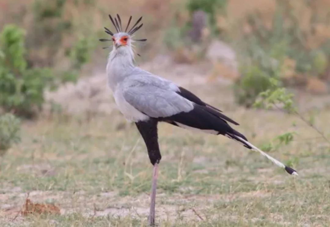 На картинке была птица-секретарь! 🐦