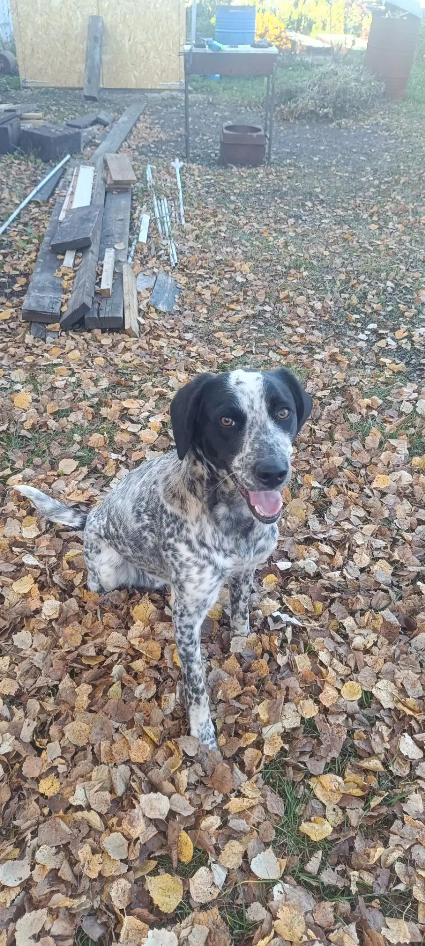 Сегодня Кузя🐶✨🐾 играл в тарелочку🥏🍀