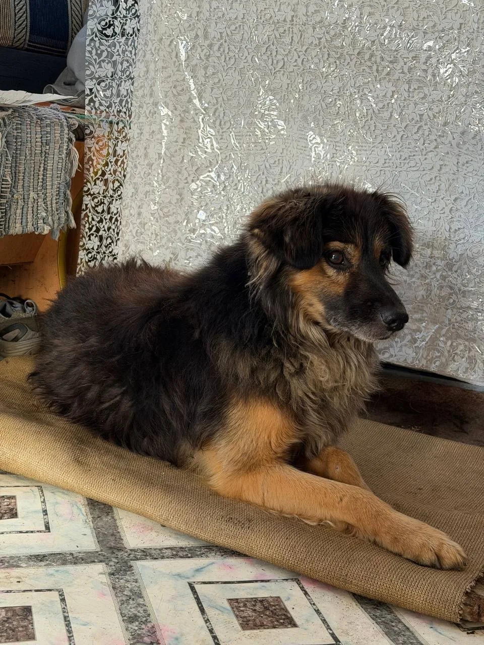 Ищем старых или новых хозяев 🐶