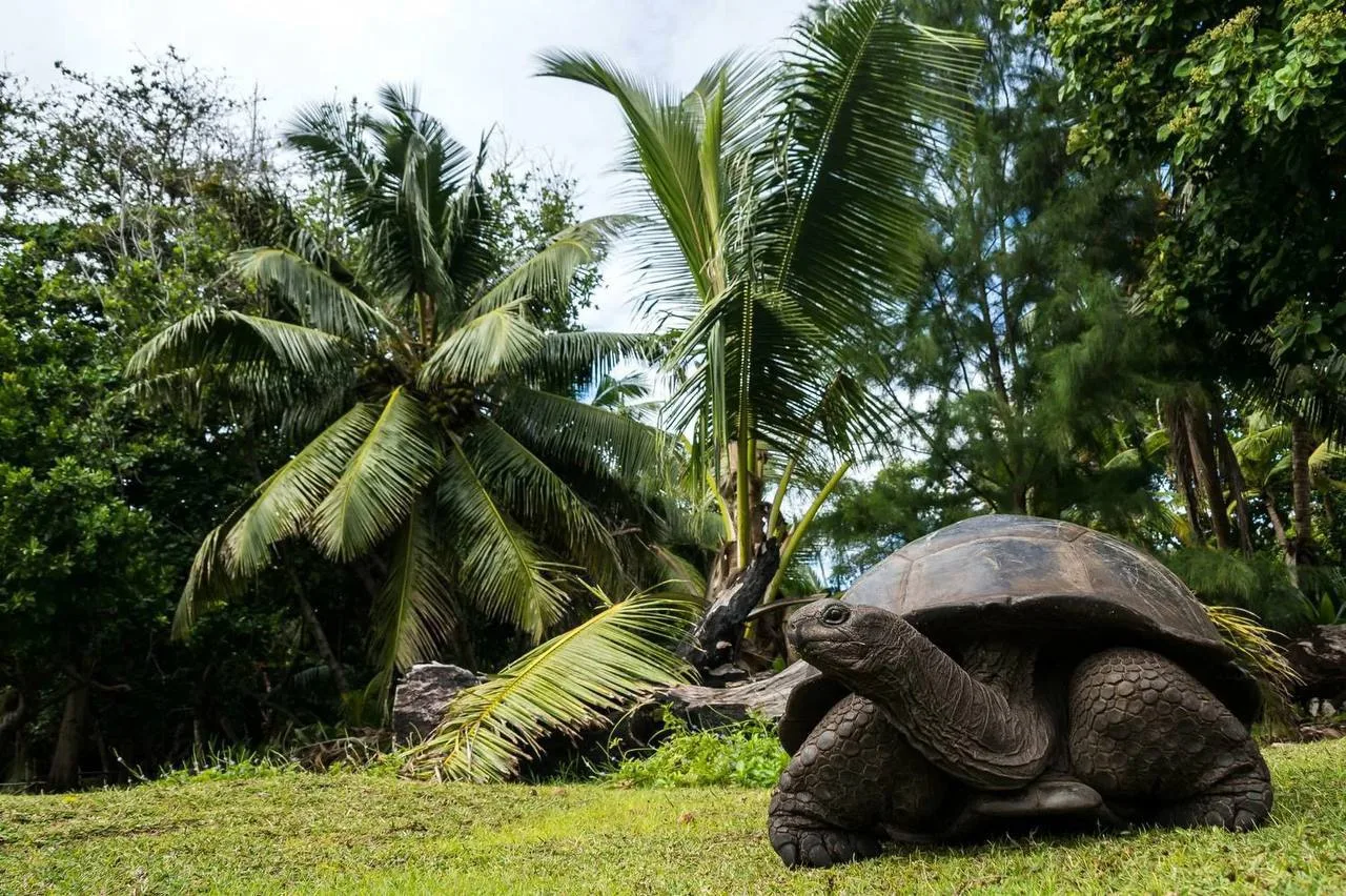 🐢Мир очистился настолько, что численность гигантских черепах на Сейшелах превысила чис...