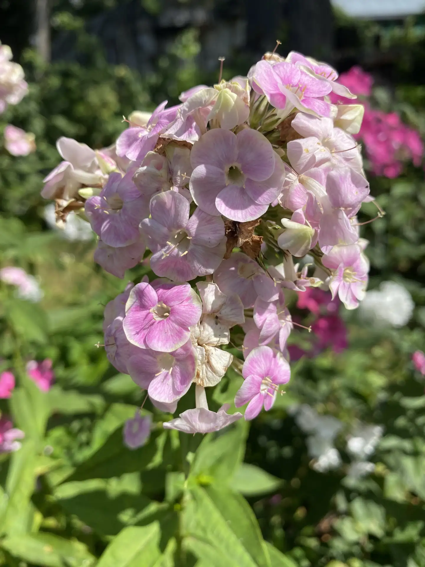 Звёздный час для Флоксов!🌸 Момент когда Розы обрезаны после первого цветения а Гортенз...