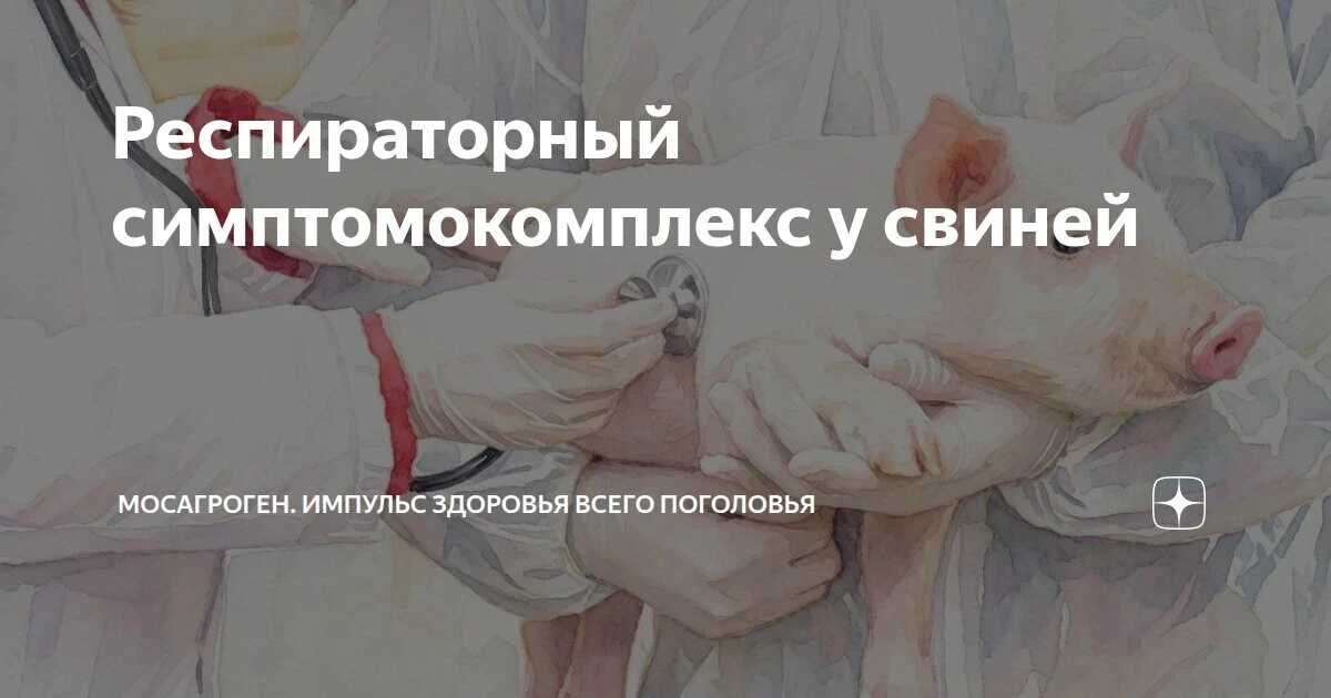 Респираторный симптомокомплекс у свиней 🐽