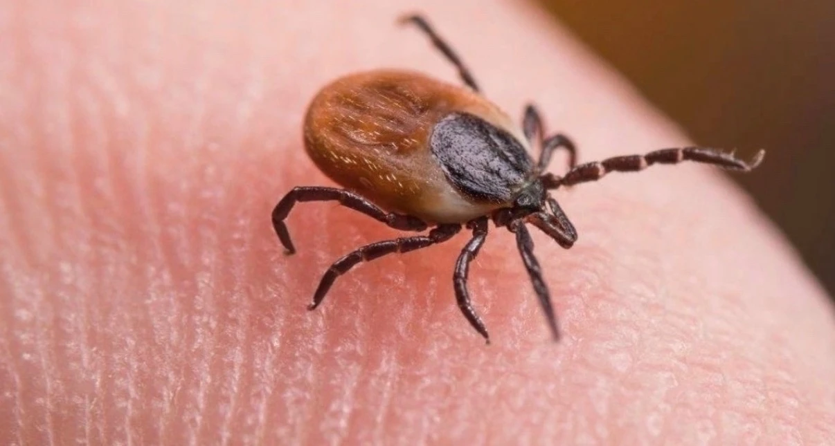 🕷️ Период активности клещей зависит от вида и климата региона