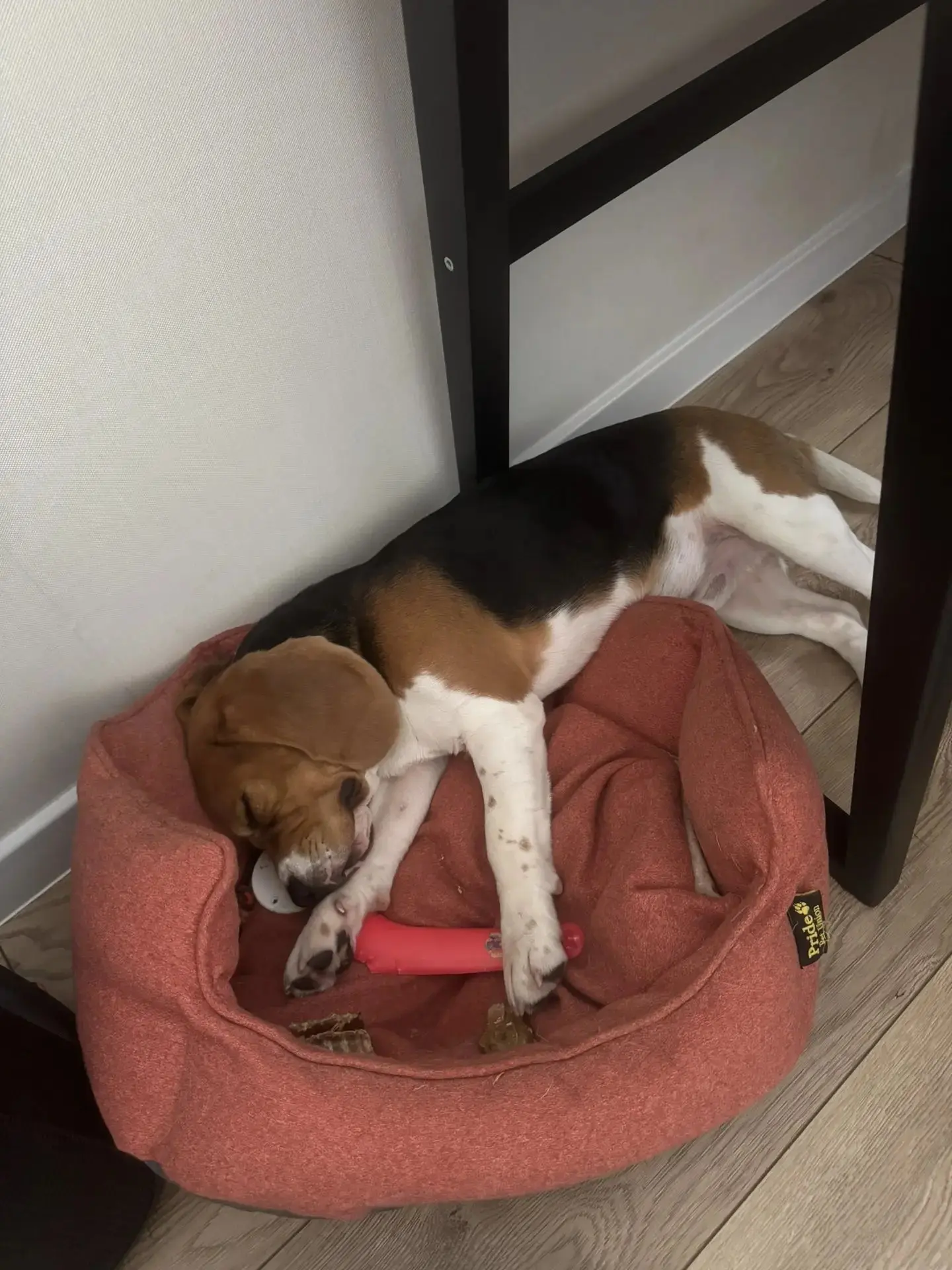 Бигль после занятия 😴