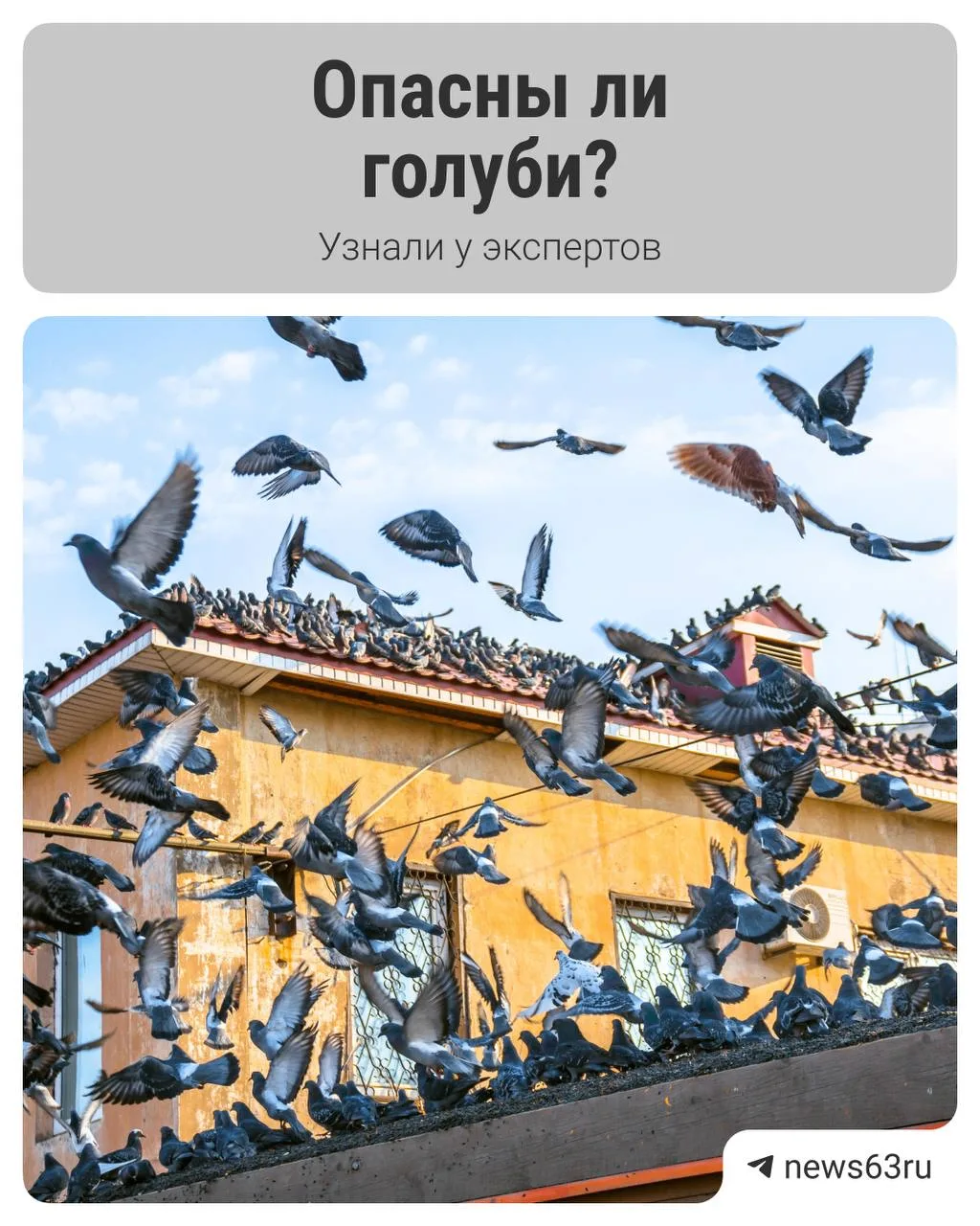 Правда ли голуби опасны?