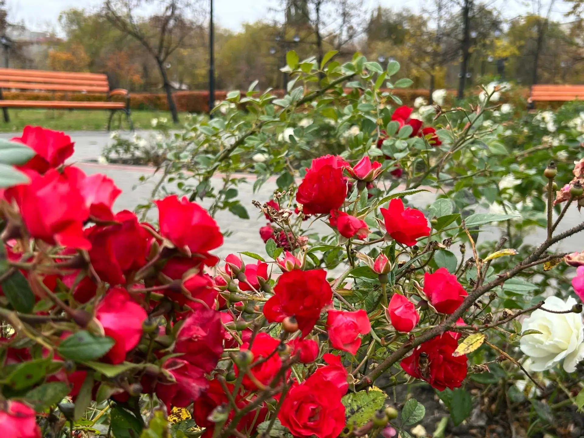 Яркий осенний Городской сад🍁🍂🍃☘️🌺